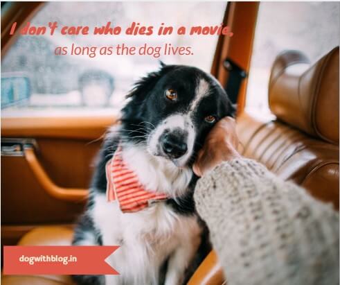 I don't care who dies in a movie, as long as the dog lives. 