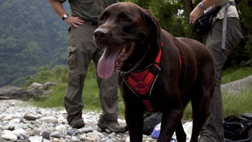 Dog finds tigers in Bhutan
