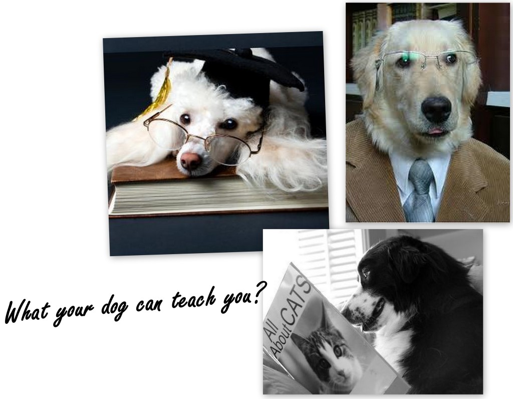 Smart dog