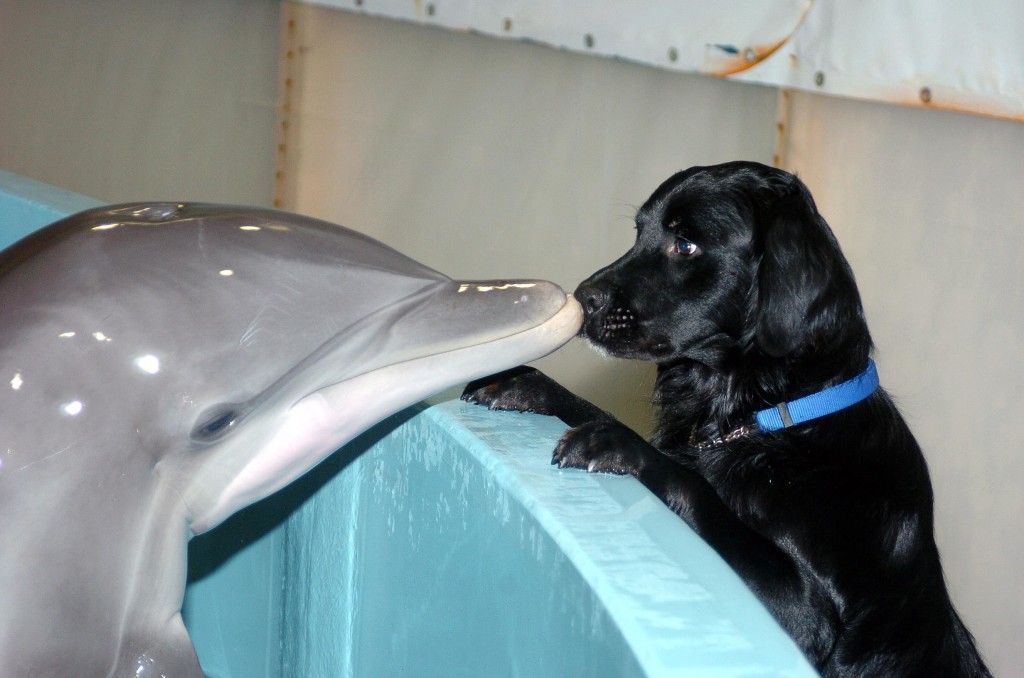 pictures-dolphin-kissing-black-dog-photo