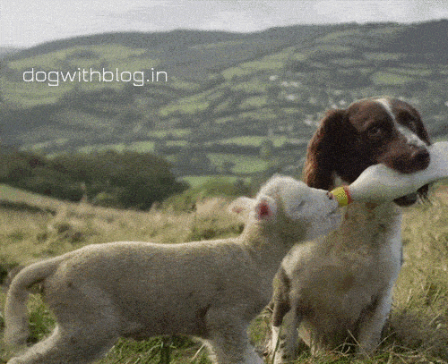 Dog feeding lamb