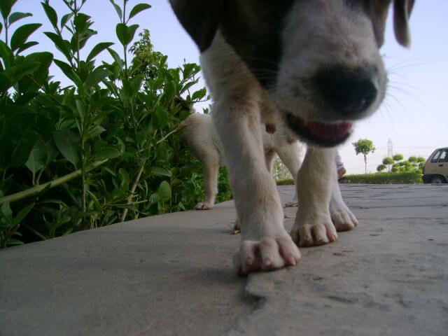 Young dogs on pavement near green shrubs captured close to the ground.