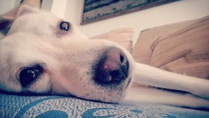 Weight of Words: How Dogs Speak Love Without Saying It