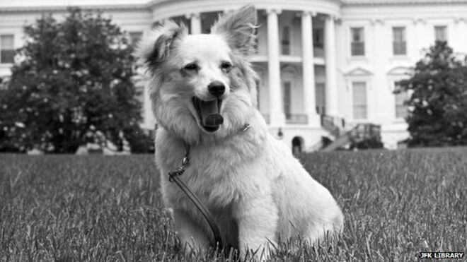 pushkina dog whitehouse