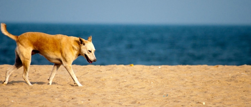 "Marina beach Chennai dog"