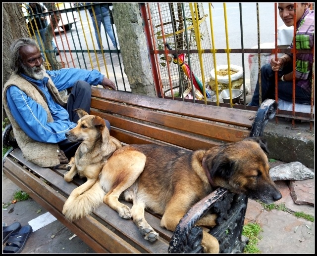 "friendly stray dogs in Nainital", for whom the bell tolls