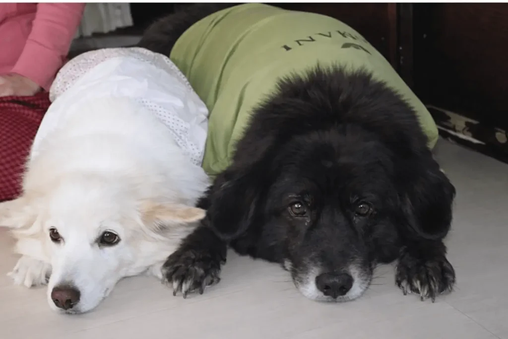 Two dogs, Rusty and Kaalciharan, resting indoors during winter, one white and one black, lying side by side on a warm floor.