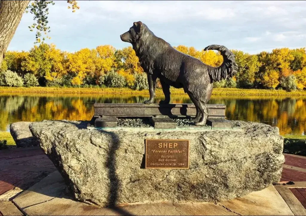 Bronze Shep statue on granite base at Missouri River park Fort Benton Montana, paws on rail gazing at tracks amid fall trees with "Forever Faithful" plaque.
