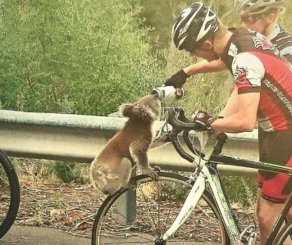 thirsty koala cyclists