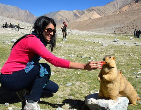 Himalayan Marmots Ladakh