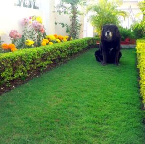 kaalicharan - Dog with Blog, Seven billion people in the world and all you need is a dog