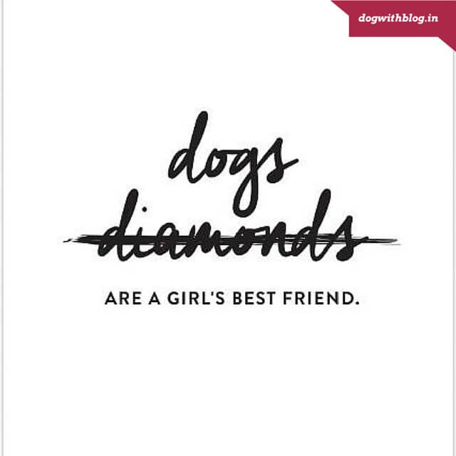 dogs are a girl's best friend too! 