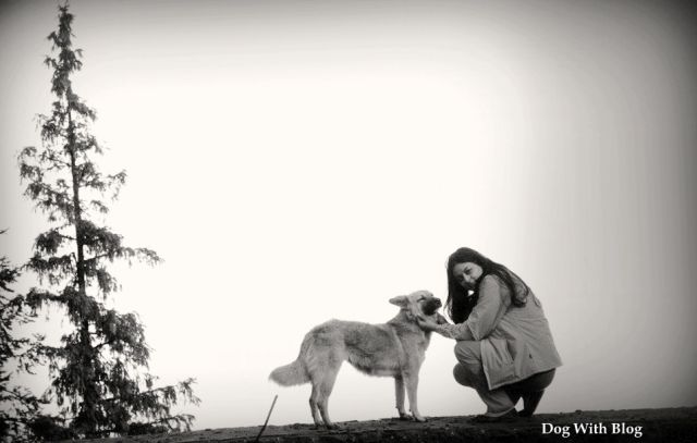 dog with blog- hills silent companions 