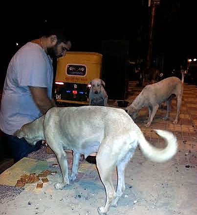 Delhi stray dogs feed