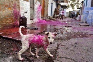 Holi no dog color
