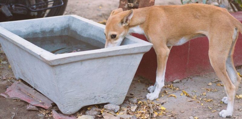 water for stray dogs