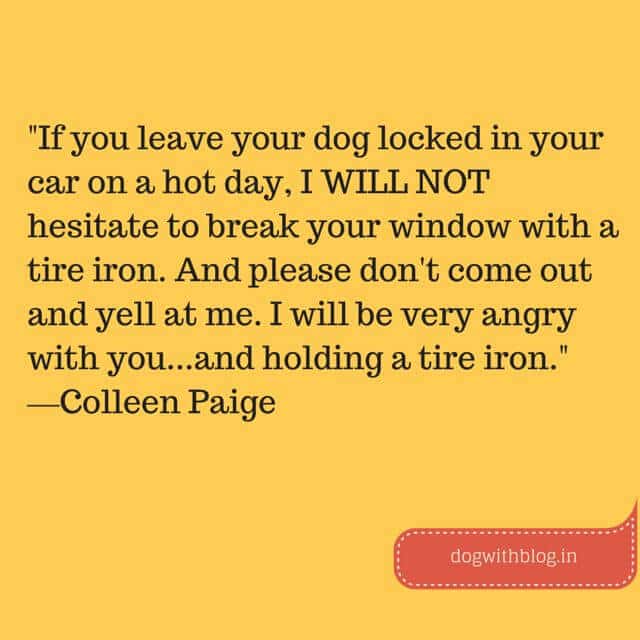 if you leave your dog locked 