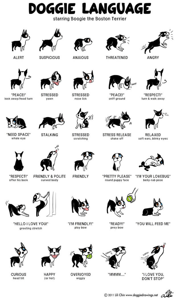 Doggie language - body language of dog