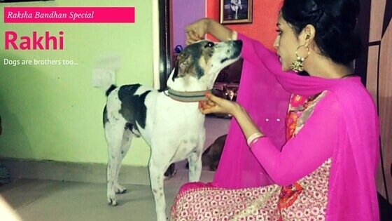 happy Rakhi dog