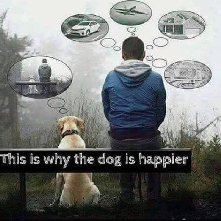 dogs are happy