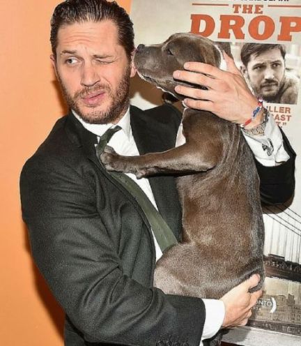 Tom hardy the drop puppy