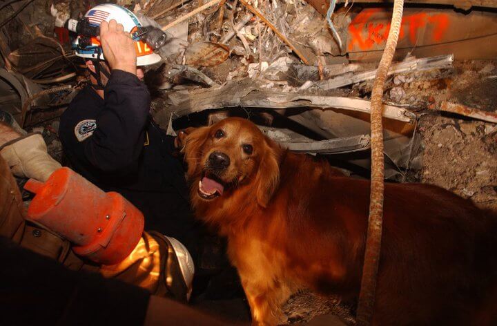 9/11 search and rescue dog Thunder