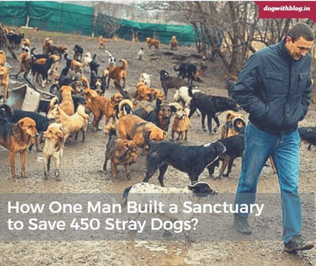 Dog lover sanctuary stray dogs, how one man saved 450 homeless dogs