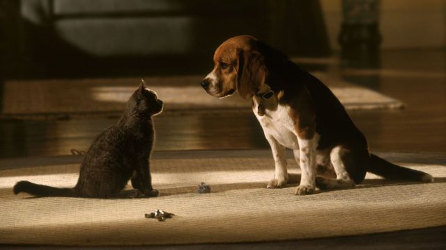 cats and dogs movie