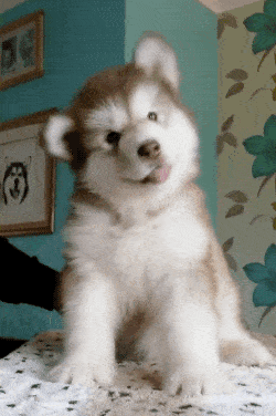 dog-better-person-gif