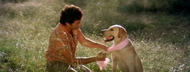 14 amazing Bollywood movies Dog Lovers need to watch!