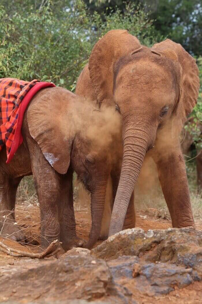 orphan baby elephant
