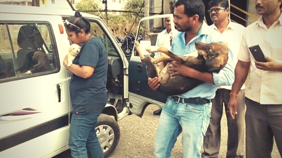 Ambulance For Stray Dogs