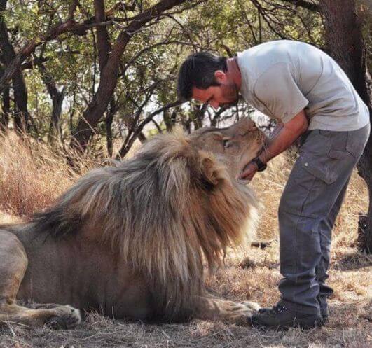 lion whisperer is saving lions