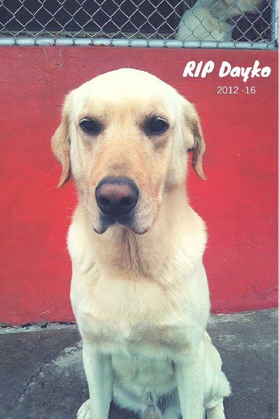 RIP Dayko