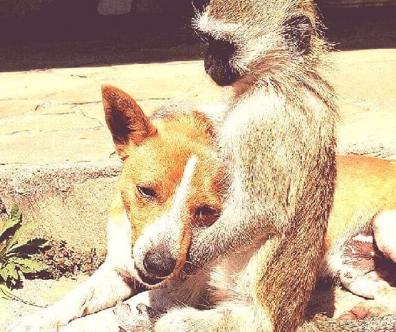 baby monkey makes friends