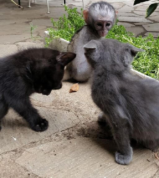 monkey kitten friends