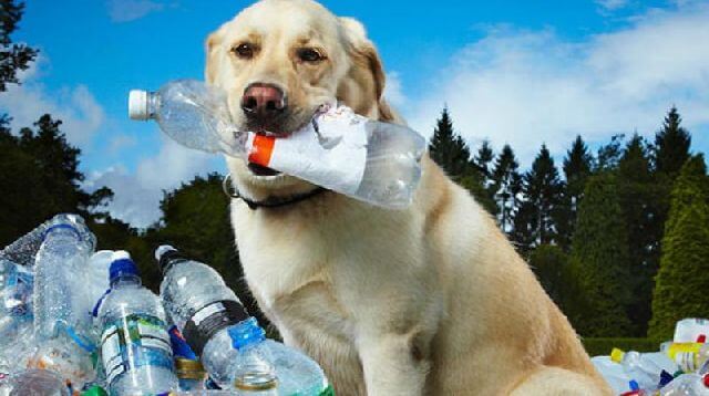 dog plastic recycle 
