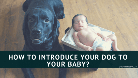 introduce your dog to the baby
