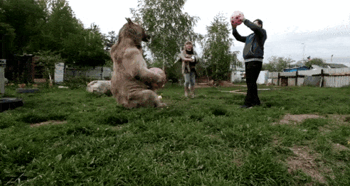 bear playing with humans