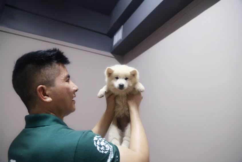dog save Yulin