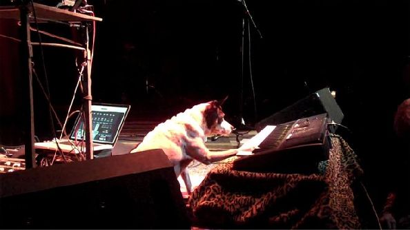 concert for dogs laurie anderson