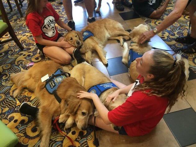 therapy dogs comfort Orlando