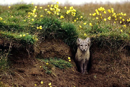 Arctic Foxes Grow Their Own Beautiful Gardens