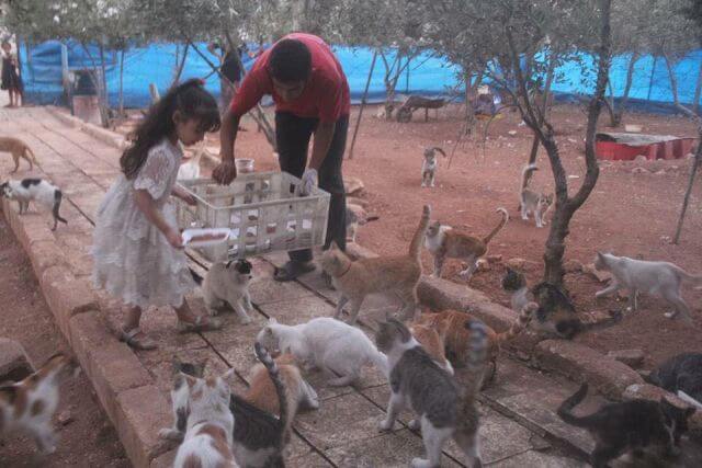 cats in war torn syria