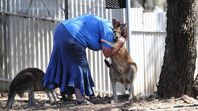 kangaroo woman hug