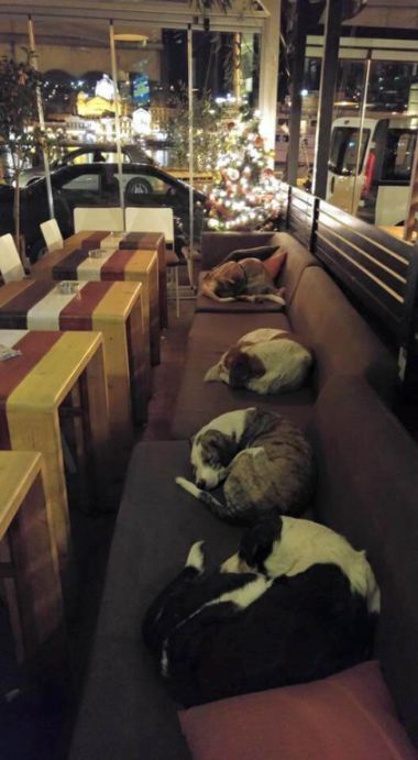 Cafe in Greece welcomes stray dogs