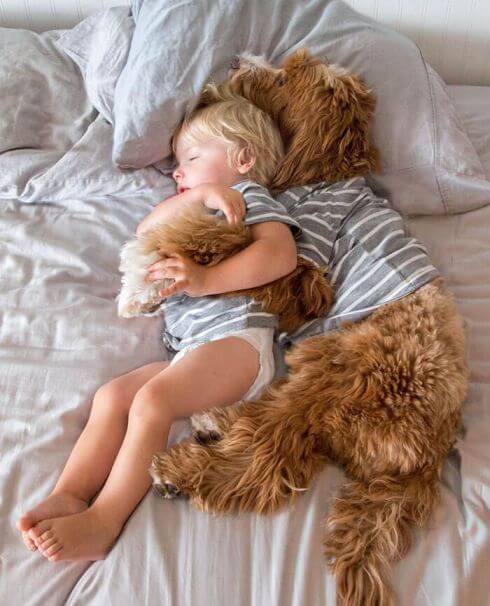 labradoodle and boy