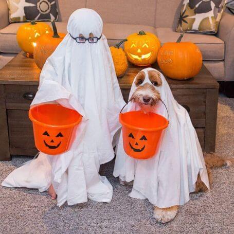 dog kid Halloween