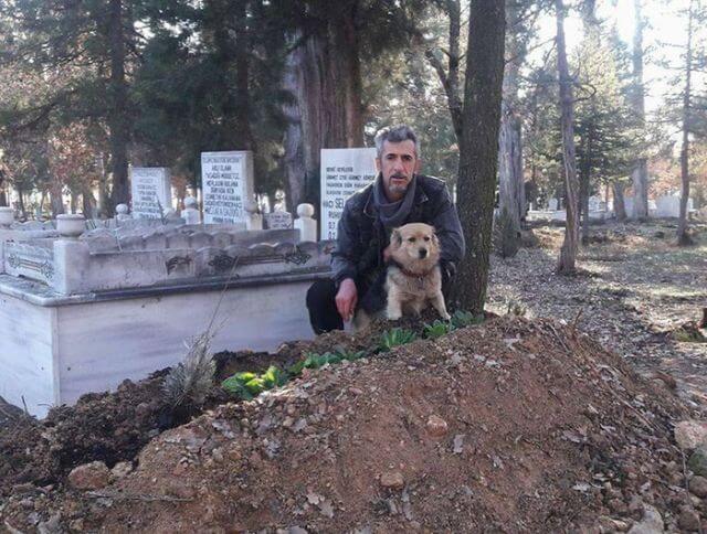 dog visits owner grave