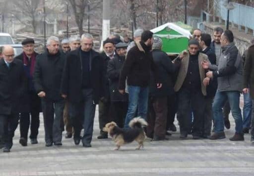 dog visit owner funeral 